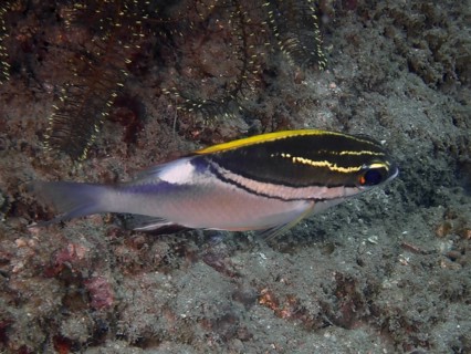 A fish with yellow-black stripes, sash snapper (Scolopsis bilineata), swims along the seabed. Dive