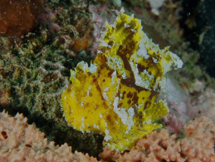 A yellow camouflaged fish, rocking fish (Taenianotus triacanthus), rests on corals. Dive site