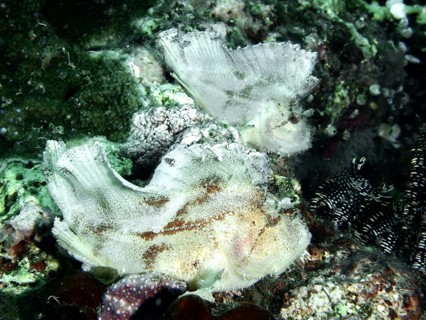 A pale-coloured fish, a rocking fish (Taenianotus triacanthus), on a structured coral reef. Dive