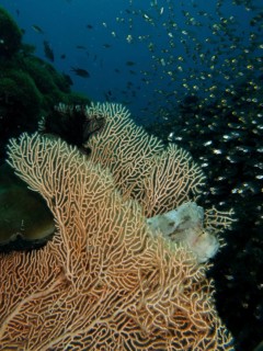 A well-camouflaged fish, a rocking fish (Taenianotus triacanthus), lurks for prey in a giant fan