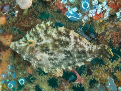 A fish with complex patterns, seagrass filefish (Acreichthys tomentosus), surrounded by corals and
