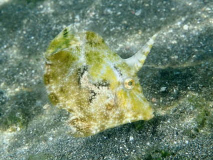 A green filefish, seagrass filefish (Acreichthys tomentosus), swims above the sandy seabed. Dive