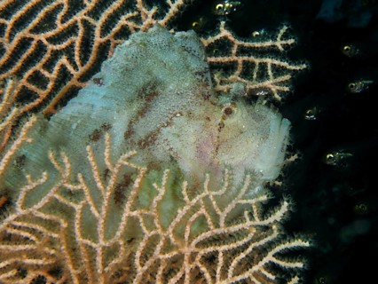 Camouflaged fish, rocking fish (Taenianotus triacanthus) in a soft coral. Dive site Pidada,
