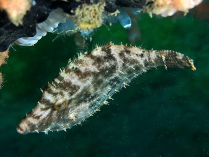 A filefish, seagrass filefish (Acreichthys tomentosus), in front of a green background. Dive site
