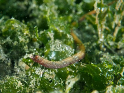 A Nilsson's pipefish, spiny-snouted pipefish (Halicampus spinirostris) in the shelter of lush