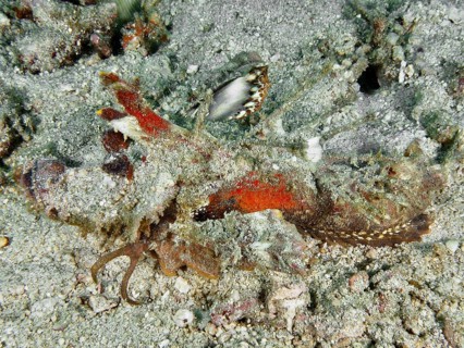 A well-camouflaged spiny devil fish (Inimicus didactylus) lies on the sandy seabed. Dive site