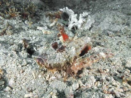 A camouflaged spiny devil fish (Inimicus didactylus) lies almost invisible on the sandy seabed.