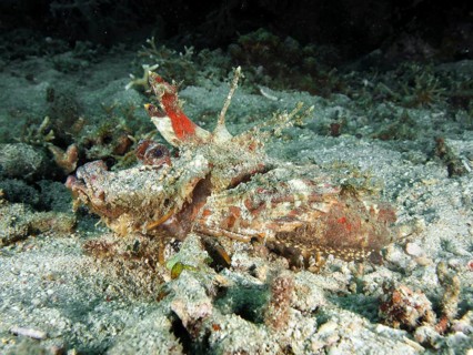 A spiny devil fish (Inimicus didactylus) camouflages itself perfectly in the sandy and rocky seabed