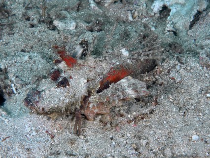 A well-camouflaged spiny devil fish (Inimicus didactylus) rests on the sandy and rocky seabed. Dive