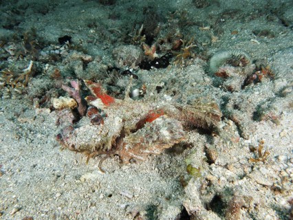 A spiny devil fish (Inimicus didactylus), well camouflaged, lies hidden in the sand. Dive site
