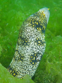 A moray eel, star-spotted moray (Echidna nebulosa), in the green seaweed sea shows its spotted