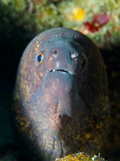 Moray eel, sooty moray eel (Gymnothorax flavimarginatus) protrudes from its cave in the reef. Dive