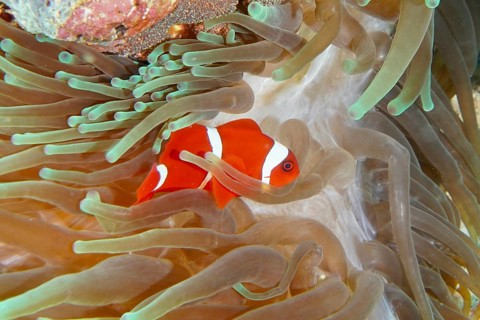 Orange skunk clownfish with white stripes, velvet anemonefish, spiny anemonefish (Amphiprion