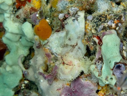 Camouflaged fish, rocking fish (Taenianotus triacanthus), almost invisible between colourful corals