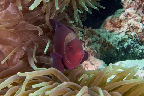 Red fish, velvet anemonefish, spiny anemonefish (Amphiprion biaculeatus), in the middle of a sea