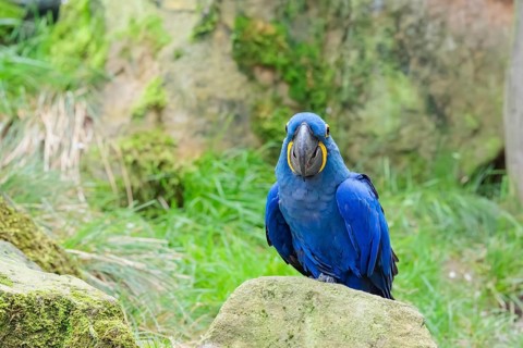A hyacinth macaw (Anodorhynchus hyacinthinus) sits on a rock lying on a green meadow. Central and