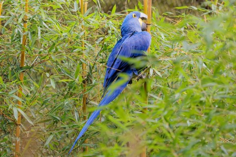 A hyacinth macaw (Anodorhynchus hyacinthinus) sits in dense green vegetation and nibbles on dry