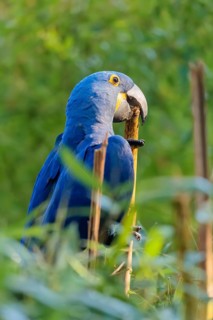 A hyacinth macaw (Anodorhynchus hyacinthinus) sits in dense green vegetation and nibbles on dry