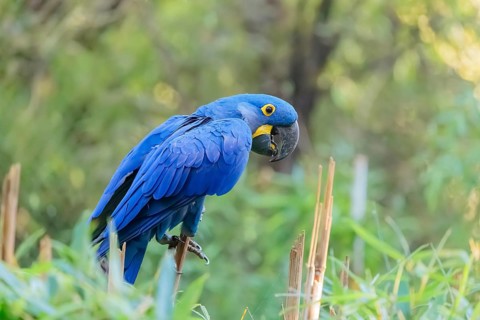 A hyacinth macaw (Anodorhynchus hyacinthinus) sits in dense green vegetation. Central and eastern