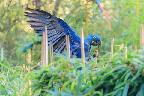 A hyacinth macaw (Anodorhynchus hyacinthinus) lands with spreaded wings in dense green vegetation.