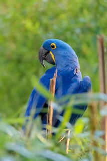 A hyacinth macaw (Anodorhynchus hyacinthinus) sits in dense green vegetation. Central and eastern