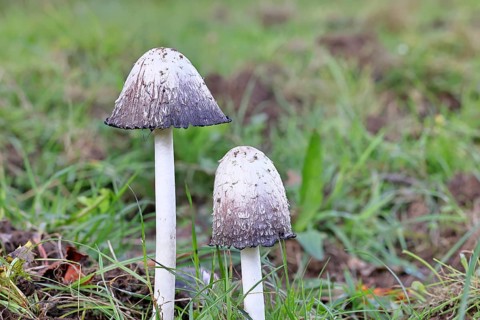 Crested tintling (Coprinus comatus), at the edge of the forest, fruiting body with cap, close-up,