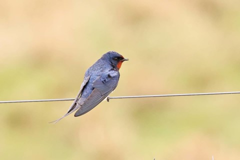 Barn Swallow (Hirundo rustica) sitting on a pasture fence, wildlife, animals, birds, swallows,