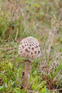Parasol mushroom, Parasol or giant umbrella mushroom (Macrolepiota procera), closed cap, in a
