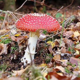 Red fly agaric (Amanita muscaria), fruiting body, in autumn leaves, close-up, Wilnsdorf, North