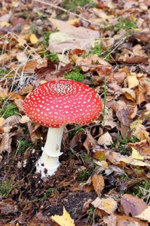 Red fly agaric (Amanita muscaria), fruiting body, in autumn leaves, close-up, Wilnsdorf, North