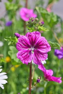 Common mallow (Malva sylvestris), flower in a meadow, medicinal plant, aromatic plant, medicinal