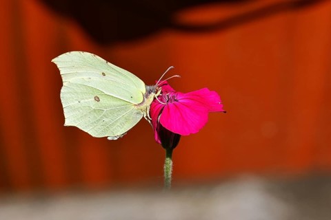 Lemon butterfly (Gonepteryx rhamny) on crown campion (Lychnis coronaria), in a nature garden,