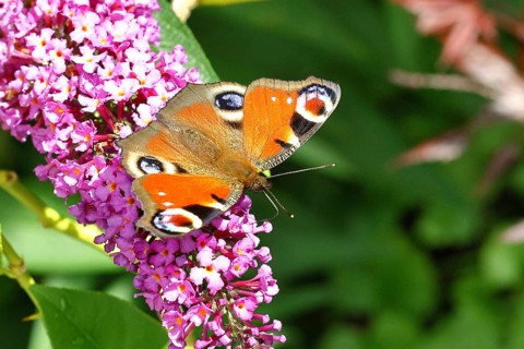Peacock butterfly (Inachis io) sucking nectar on butterfly bush (Buddleja davidii), in a natural