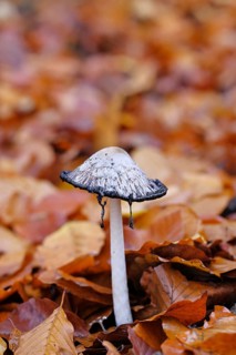 Crested tintling (Coprinus comatus), at the edge of the forest, fruiting body with cap, beginning