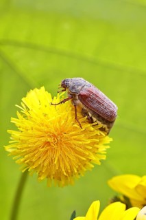 Cockchafer, field cockchafer (Melolontha melolontha), female on a dandelion (Taraxacum) flower,