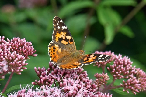 Thistle butterfly (Vanessa cardui) on a flower of Hemp agrimony (Asteraceae) on a forest path,