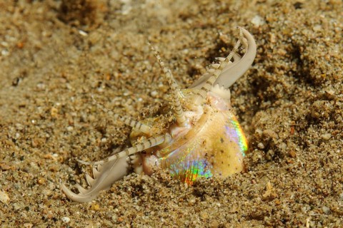 Underwater photo extreme close-up of head of giant bristle worm (Eunice aphroditois) colloquially