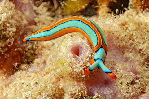 Nudibranch lines Thuridilla (Thuridilla lineolata) colloquially known as Orangerand sapsucker in