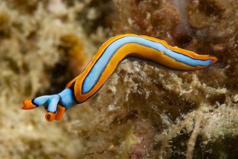Nudibranch Line Thuridilla (Thuridilla lineolata) colloquially known as orange-edge sucker, Pacific