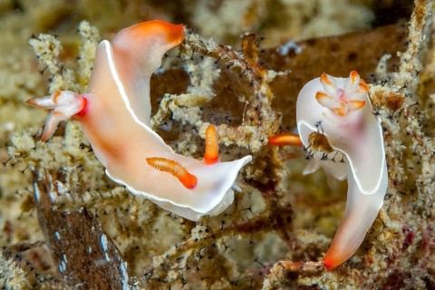 Underwater photo extreme close-up of two nudibranchs Bullocks Hypselodoris (Hypselodoris bullockii)
