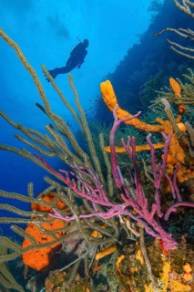 Colourful intact coral reef with Caribbean horn coral (Eunicea mammosa) on the left foreground