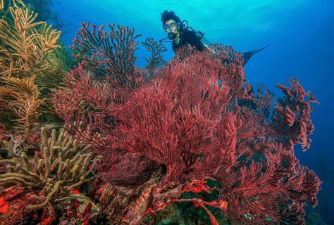 Underwater photo of diver looking at red fan coral (Thesea rubra) Red fan gorgonian horn coral in