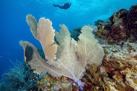 Large fan coral (Gorgonia flabellum) horn coral in Caribbean coral reef, in the background