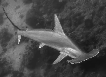 Dynamic underwater photo Black and white image of hammerhead shark (Sphyrnidae) swimming quickly