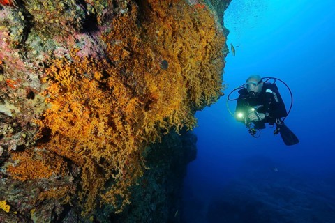 Diver observing illuminated colony of Macaronesian encrusting anemone (Antipathozoanthus