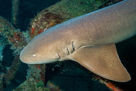 Underwater photo of anterior body of young Atlantic nurse shark (Ginglymostoma cirratum) with small