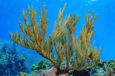 Underwater photo of Caribbean horn coral (Eunicella racemosa) Horn coral species growing in intact