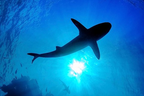 Underwater photo backlit shot with silhouette of large shark (Carcharhinus) swimming below sea