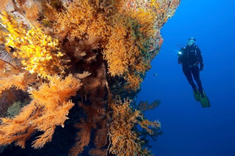 Diver looking at steep rock face of lava rock reef with colony of Macaronesian encrusting anemone
