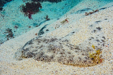 Underwater photo Close-up of front body of Common Angelshark (Squatina squatina) colloquially known